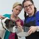 Binge-eating boxer dog survives Great British bark-off – Irish Independent