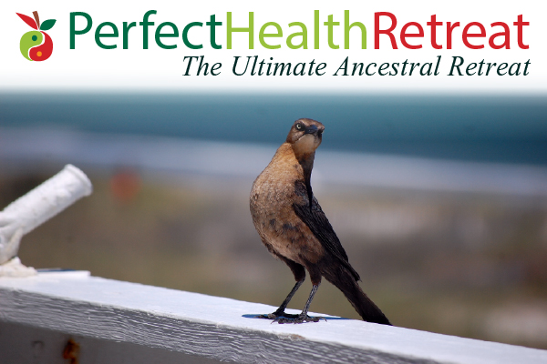 Ubiome and the Perfect Health Retreat – Perfect Health Diet